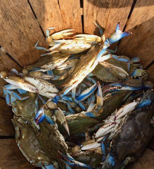 Thrilling Crabbing Activity in Delaware