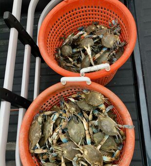Fun Crabbing in Delaware