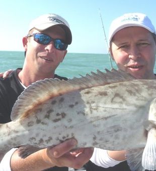Groupers: Masters of Camouflage