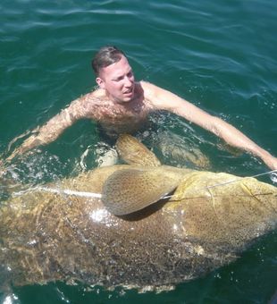 Groupers: Kings of the Reef