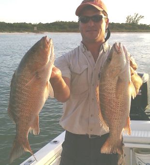 Grey Snapper in Bonita Springs, FL