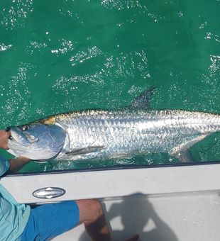 Tarpon Fishing In St. Petersburg, FL 