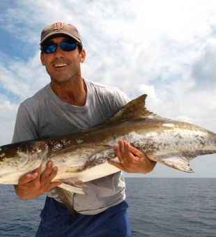 Tampa Bay Cobia.