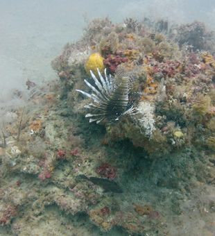 Clear waters, perfect dives