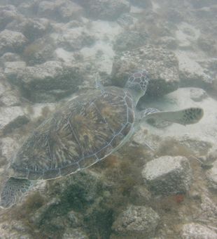 Explore the Gulf like never before!
