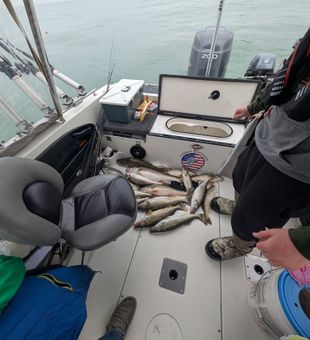 Loaded Lake Erie walleye deck after an action-pack