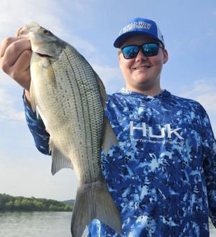 Reeled in striped bass in Branson waters!