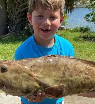 Goliath Grouper from Tampa Bay