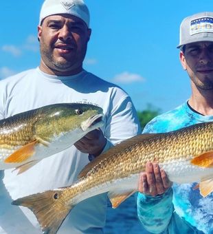 Mangrove Snapper from Tampa Bay