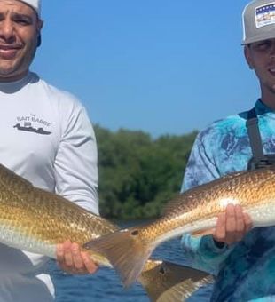 Mangrove Snapper from Tampa Bay
