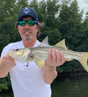 Snook Fish from Tampa Bay