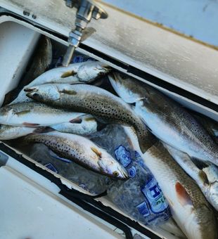 Gulf Shores speckled trout filling up the cooler!