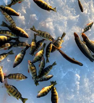 Ottawa Perch Fishing Abundance