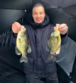 Big crappies, bold catch!