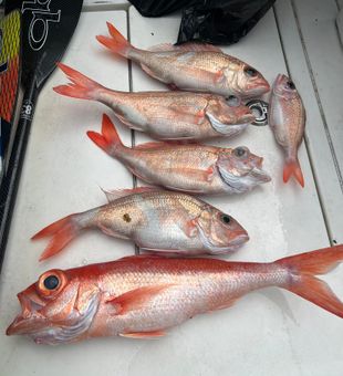 Fish stories worth framing.