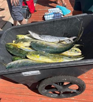 Mahi-mahi stack - Pompano Beach, FL.