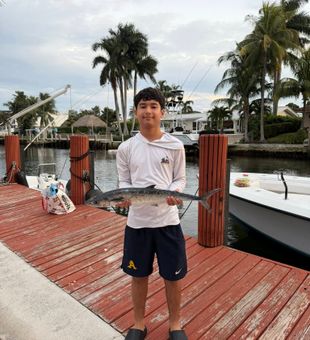 Solid bonito dockside catch