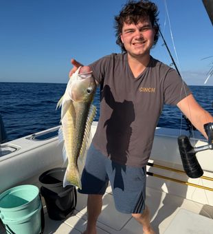 Nice snook brought up from Pompano Beach waters!