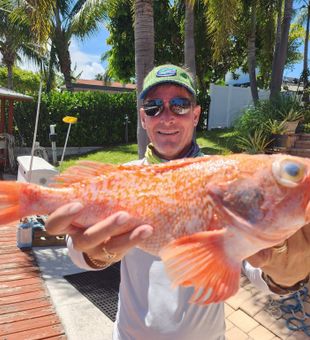 Beautiful vermilion rockfish from Pompano Beach waters!
