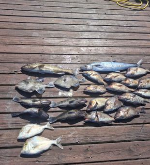 King Mackerel and Gag Grouper haul from Sneads Ferry!