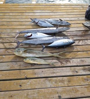 Stellar mixed bag of mahi, tunny, and wahoo from Sneads Ferry!