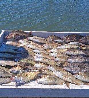 Great mixed bag from Sneads Ferry NC waters!
