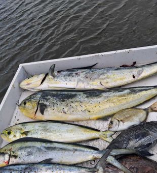 Multiple mahi mahi and mixed species from Sneads Ferry waters!