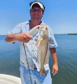 Sarasota redfish on the line today