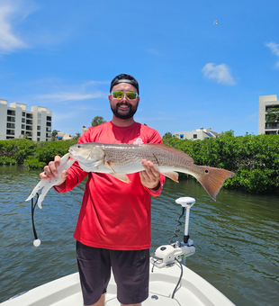 Nice Sarasota redfish brought to the boat!