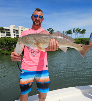 Beautiful Sarasota redfish brought to the boat!