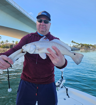 Beautiful Sarasota redfish making memories on the water!