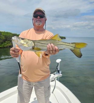 Big snook caught in Sarasota Bay