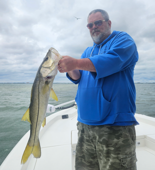 Beautiful Sarasota snook ready for the photo!