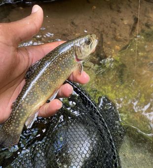 Trout Fishing in Philadelphia