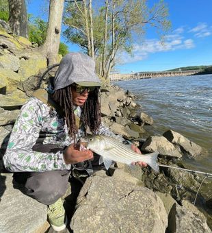 Striped Bass fishing in Pennsylvania
