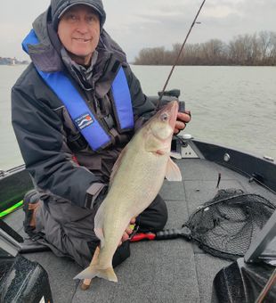 Nice Delavan walleye brought to the boat!