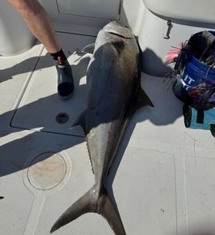 A foot for comparison on how big this fish is.