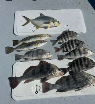 Solid sheepshead, speckled trout, and jack crevalle catch on deck