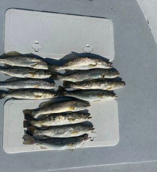 Impressive speckled trout haul from St James City waters!