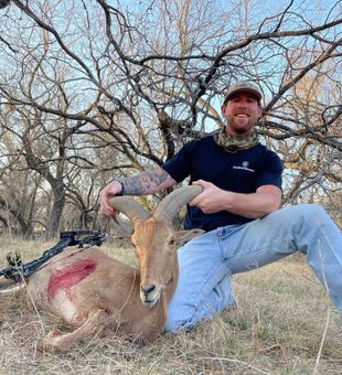 Texas mule deer