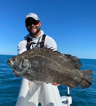 Atlantic Tripletail in Clearwater, FL!
