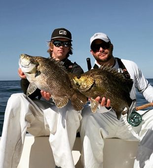 Tripletail Delight in Florida!