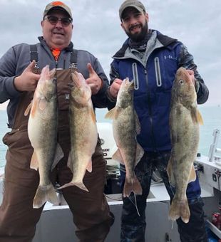 Walleye in Lake Erie