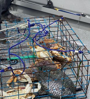 Crabbing adventures with Garibaldi Charters.