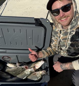 Fresh striped bass catch on ice cooler