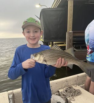 Impressive striped bass catch by young angler
