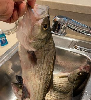 Fresh striped bass catch ready for cleaning