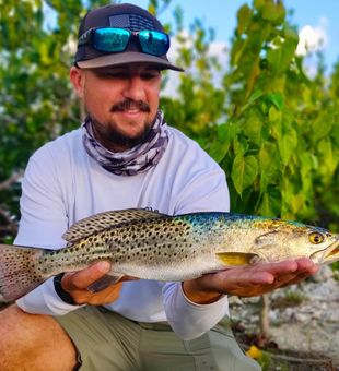 Spotted Sea Trout
