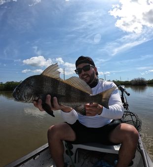 Juvenile Black Drum
