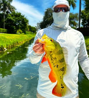 Gorgeous pattern on this Peacock Bass